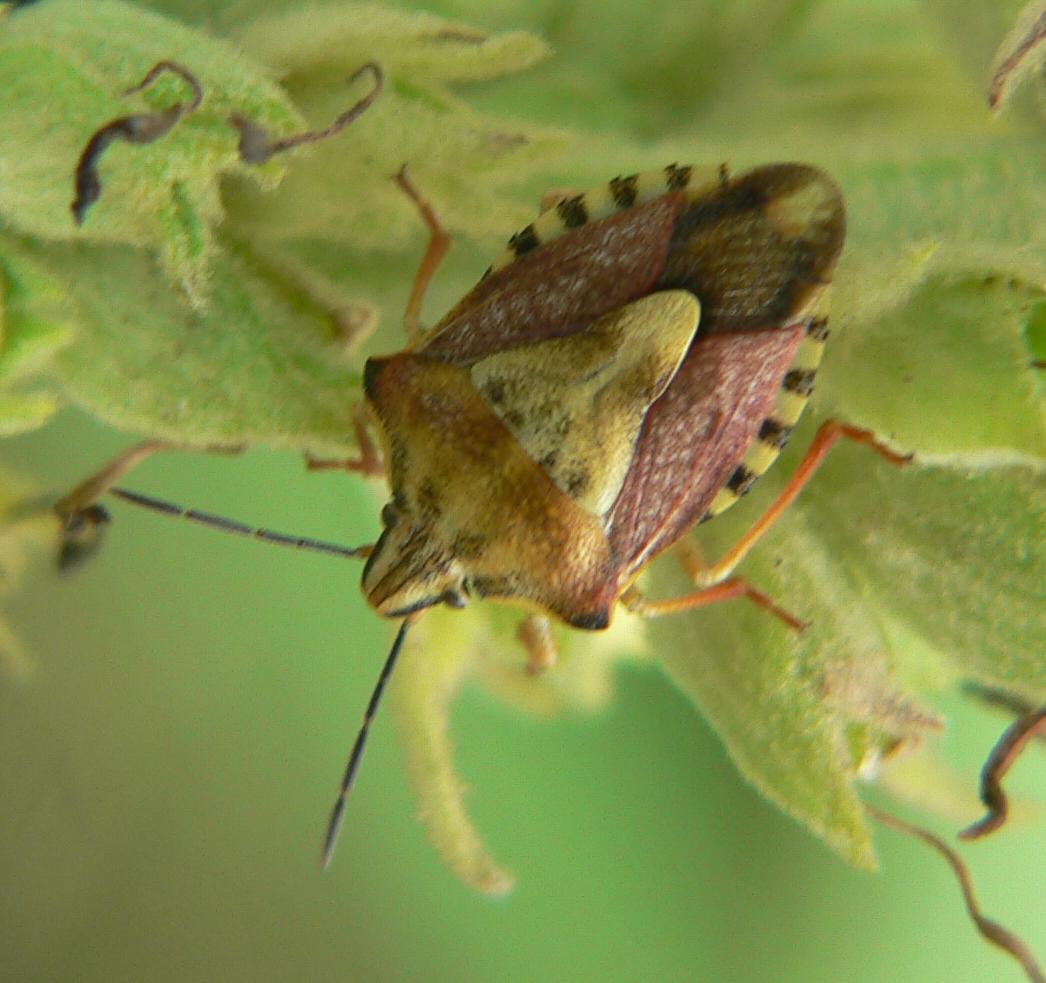 Carpocoris fuscispinus ?